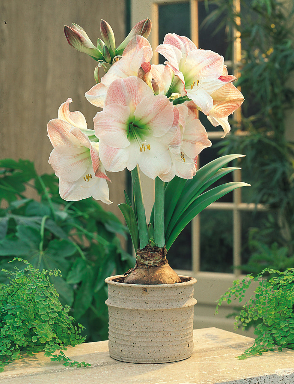 Apple Blossom Amaryllis Hippeastrum Blooms Species Growing Bonsai Bulbs Roots Rhizomes Corms Tubers Potted Planting Reblooming Fragrant Garden Flower Seeds Plant  Size 12-16cm
