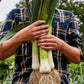 Leek, Lancelot