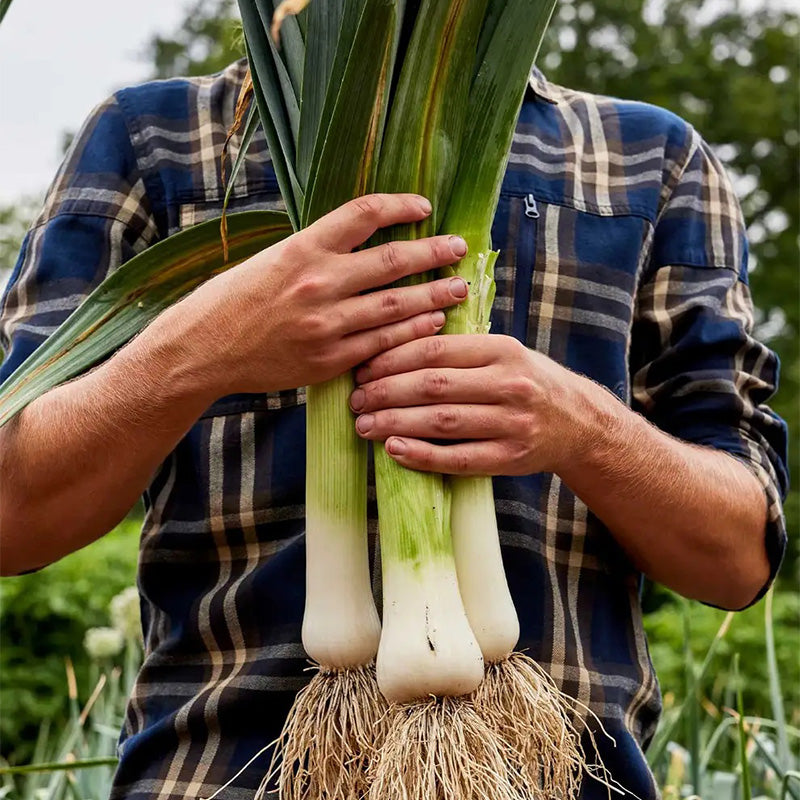 Leek, Lancelot