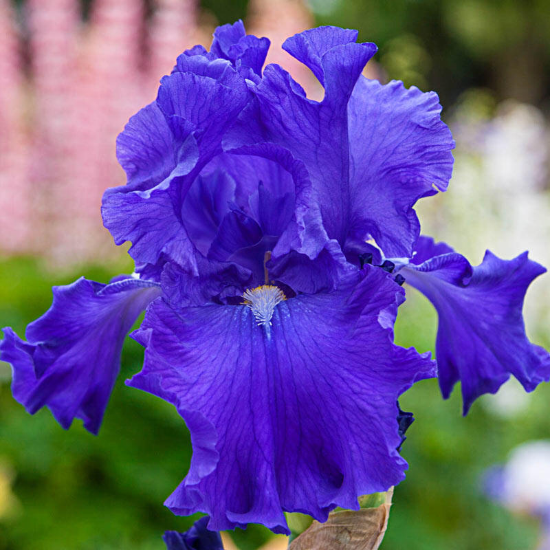 Blue Suede Shoes Bearded Iris Species Growing Bonsai Bulbs Roots Rhizomes Corms Tubers Potted Planting Reblooming Fragrant Garden Flower Seeds Plant