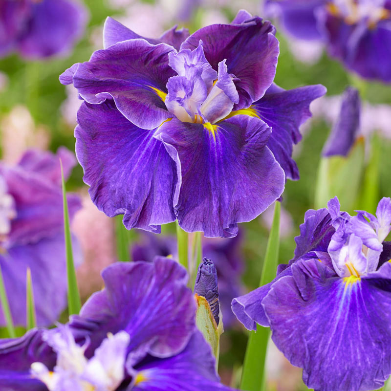 Blue Diamond Dinner Plate Japanese Iris Reblooming Bearded Iris Bulbs Plant Root Start Rhizome Bulb Simply Beautiful Flowering Perennial