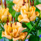 Apricot Fudge Lily Unique Blooms Attract Butterflies Lily Blooms Species Growing Bonsai Bulbs Roots Rhizomes Corms Tubers Potted Planting Reblooming Fragrant Garden Flower Seeds Plant