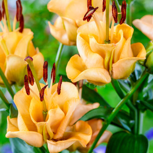 Apricot Fudge Lily Unique Blooms Attract Butterflies Lily Blooms Species Growing Bonsai Bulbs Roots Rhizomes Corms Tubers Potted Planting Reblooming Fragrant Garden Flower Seeds Plant