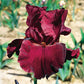 Red Masterpiece Bearded Iris Species Growing Bonsai Bulbs Roots Rhizomes Corms Tubers Potted Planting Reblooming Fragrant Garden Flower Seeds Plant