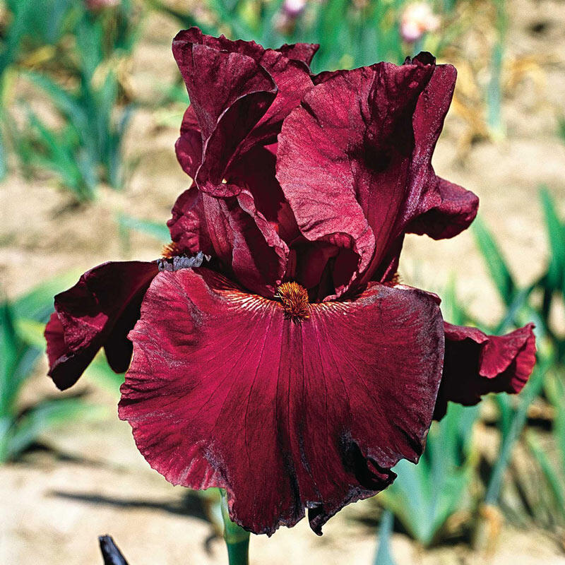 Red Masterpiece Bearded Iris Species Growing Bonsai Bulbs Roots Rhizomes Corms Tubers Potted Planting Reblooming Fragrant Garden Flower Seeds Plant
