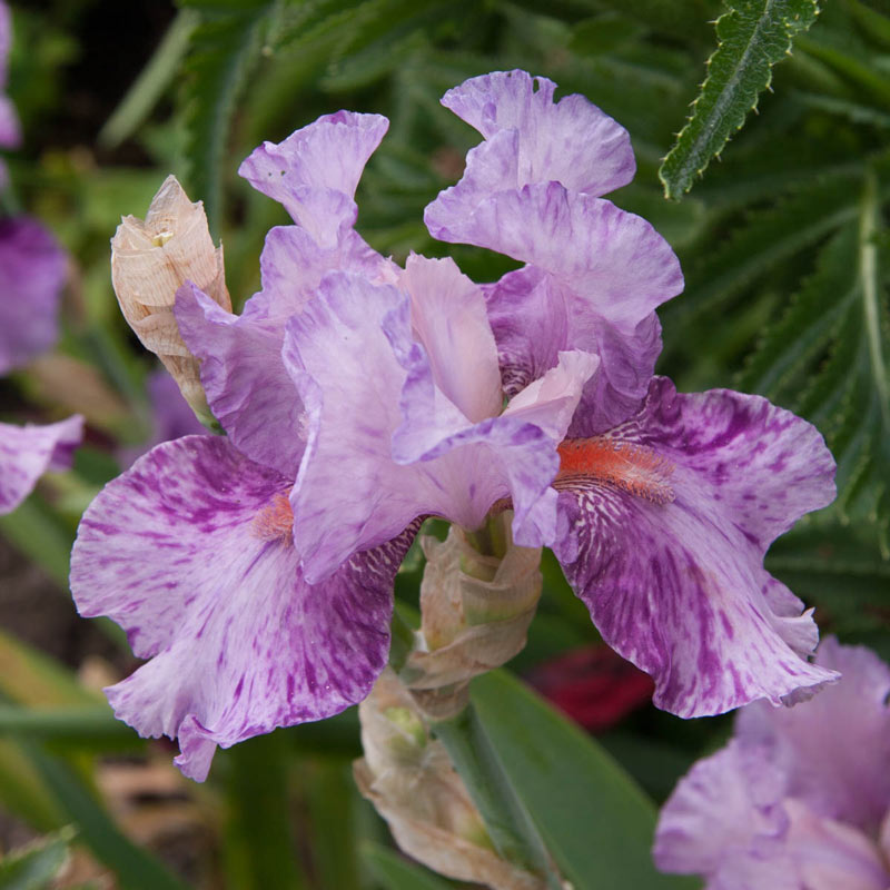 Shazam Bearded Iris Species Growing Bonsai Bulbs Roots Rhizomes Corms Tubers Potted Planting Reblooming Fragrant Garden Flower Seeds Plant