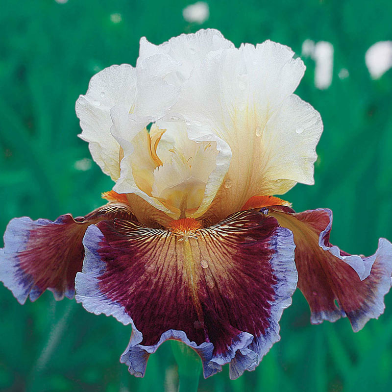 Care to Dance Bearded Iris Species Growing Bonsai Bulbs Roots Rhizomes Corms Tubers Potted Planting Reblooming Fragrant Garden Flower Seeds Plant