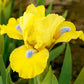 Prank Dwarf Bearded Iris Iris Species Growing Bonsai Bulbs Roots Rhizomes Corms Tubers Potted Planting Reblooming Fragrant Garden Flower Seeds Plant