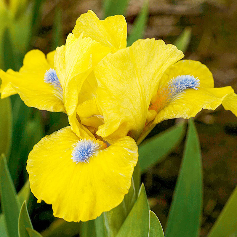 Prank Dwarf Bearded Iris Iris Species Growing Bonsai Bulbs Roots Rhizomes Corms Tubers Potted Planting Reblooming Fragrant Garden Flower Seeds Plant
