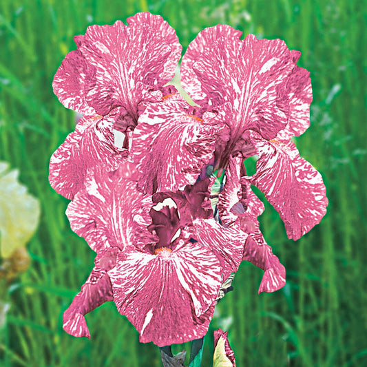 Baboon Bottom Bearded Iris Species Growing Bonsai Bulbs Roots Rhizomes Corms Tubers Potted Planting Reblooming Fragrant Garden Flower Seeds Plant
