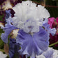 Santorini German Iris Ruffled Texture Causes Doubletakes Potted Stunning Garden Flower Seeds Plant