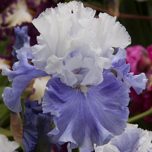 Santorini German Iris Ruffled Texture Causes Doubletakes Potted Stunning Garden Flower Seeds Plant