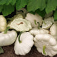 Early White Bush Scallop Summer Squash Seeds for Planting