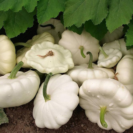 Early White Bush Scallop Summer Squash Seeds for Planting