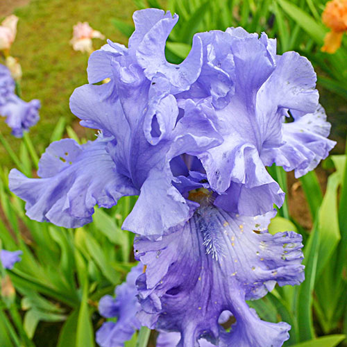 Abiqua Falls German Iris Looks like Water in Motion Iris Species Growing Bonsai Bulbs Roots Rhizomes Corms Tubers Potted Planting Reblooming Fragrant Garden Flower Seeds Plant