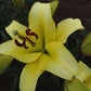 Bellville Orienpet Lily Blooms Species Growing Bonsai Bulbs Roots Rhizomes Corms Tubers Potted Planting Reblooming Fragrant Garden Flower Seeds Plant