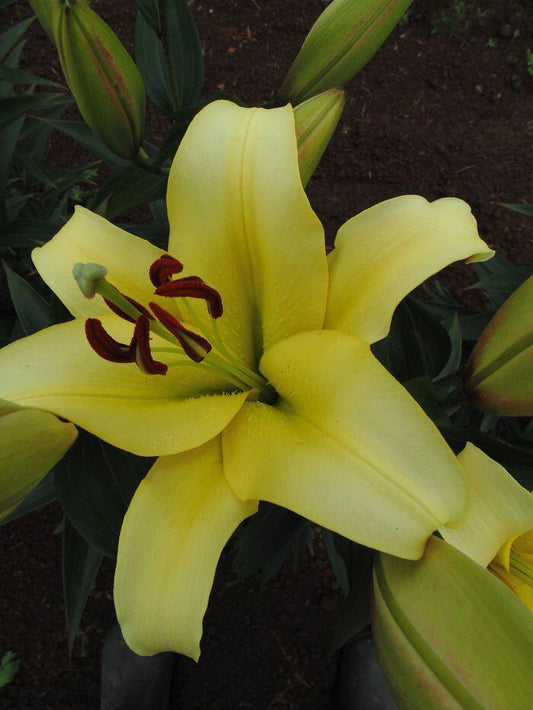 Bellville Orienpet Lily Blooms Species Growing Bonsai Bulbs Roots Rhizomes Corms Tubers Potted Planting Reblooming Fragrant Garden Flower Seeds Plant