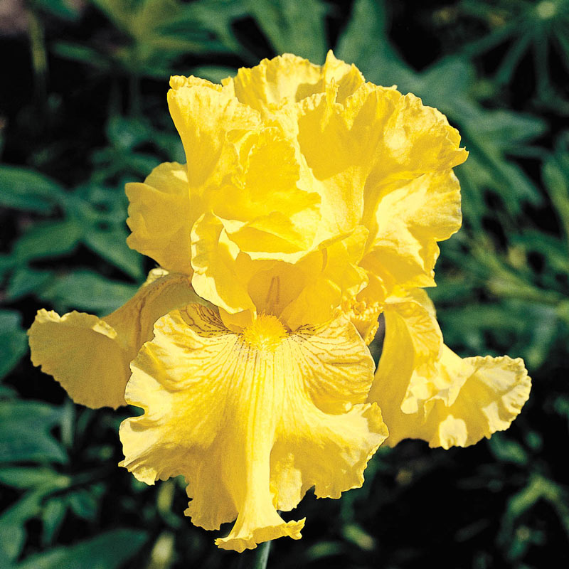 Spirit of Memphis Bearded Iris Species Growing Bonsai Bulbs Roots Rhizomes Corms Tubers Potted Planting Reblooming Fragrant Garden Flower Seeds Plant