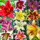 Ultimate Lily Tree Collection Lily Blooms Species Growing Bonsai Bulbs Roots Rhizomes Corms Tubers Potted Planting Reblooming Fragrant Garden Flower Seeds Plant