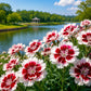 Red White Bicolor Dianthus Seeds