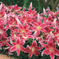Starlight Magic Oriental Carpet Border Lily Blooms Species Growing Bonsai Bulbs Roots Rhizomes Corms Tubers Potted Planting Reblooming Fragrant Garden Flower Seeds Plant