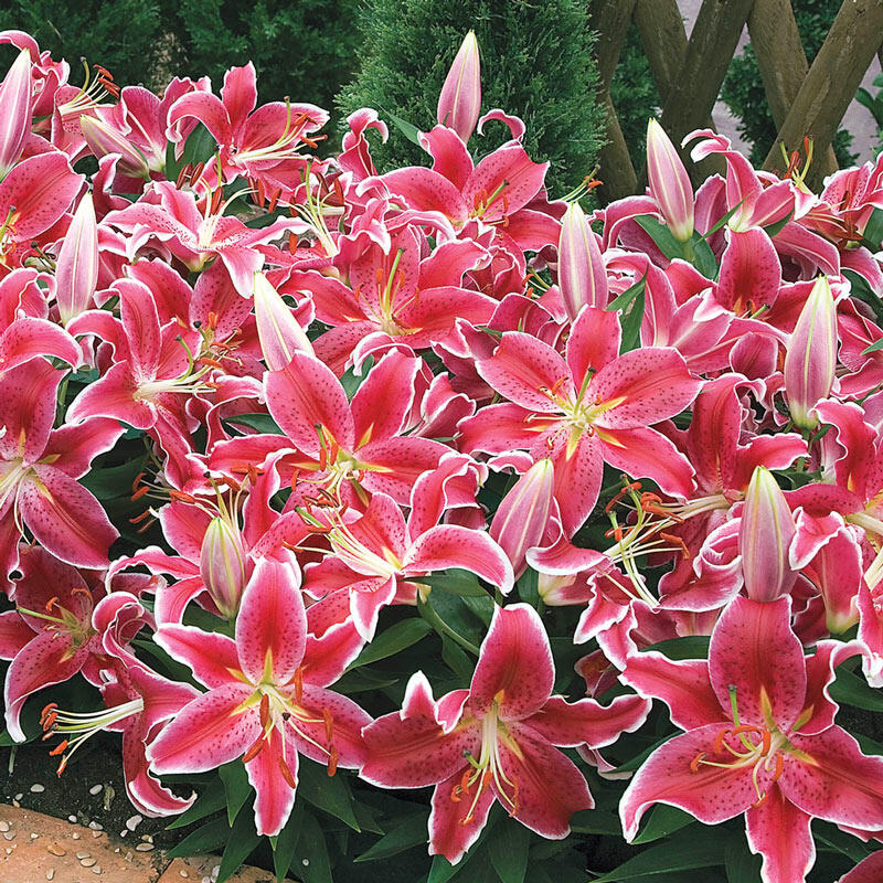 Starlight Magic Oriental Carpet Border Lily Blooms Species Growing Bonsai Bulbs Roots Rhizomes Corms Tubers Potted Planting Reblooming Fragrant Garden Flower Seeds Plant