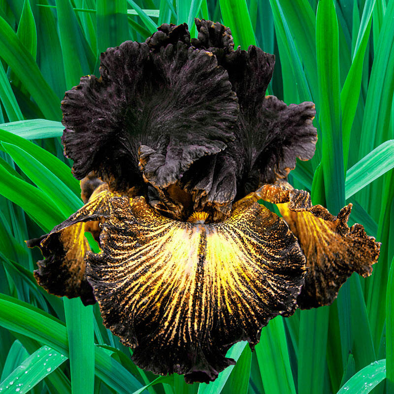 Sorbonne Bearded Iris Species Growing Bonsai Bulbs Roots Rhizomes Corms Tubers Potted Planting Reblooming Fragrant Garden Flower Seeds Plant