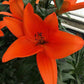 Bazin Trumpet Asiatic Lily Blooms Species Growing Bonsai Bulbs Roots Rhizomes Corms Tubers Potted Planting Reblooming Fragrant Garden Flower Seeds Plant