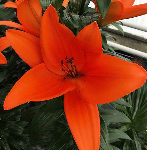 Bazin Trumpet Asiatic Lily Blooms Species Growing Bonsai Bulbs Roots Rhizomes Corms Tubers Potted Planting Reblooming Fragrant Garden Flower Seeds Plant