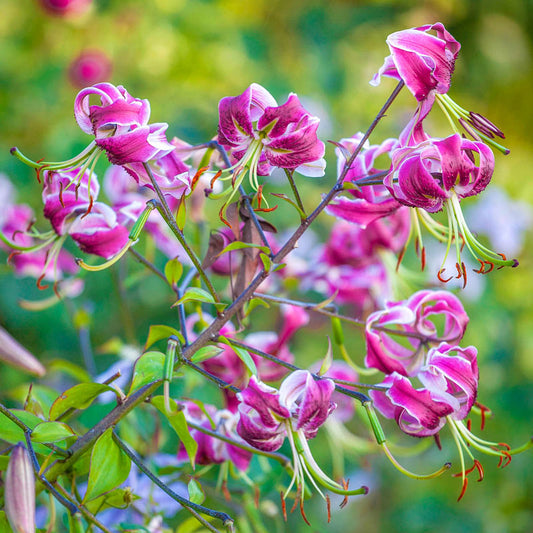 Black Beauty Turk's Cap Lily Blooms Species Growing Bonsai Bulbs Roots Rhizomes Corms Tubers Potted Planting Reblooming Fragrant Garden Flower Seeds Plant
