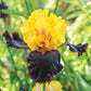 Vigilante Tall Bearded Iris Species Growing Bonsai Bulbs Roots Rhizomes Corms Tubers Potted Planting Reblooming Fragrant Garden Flower Seeds Plant