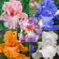 Reblooming Bearded Iris Collection Species Growing Bonsai Bulbs Roots Rhizomes Corms Tubers Potted Planting Reblooming Fragrant Garden Flower Seeds Plant