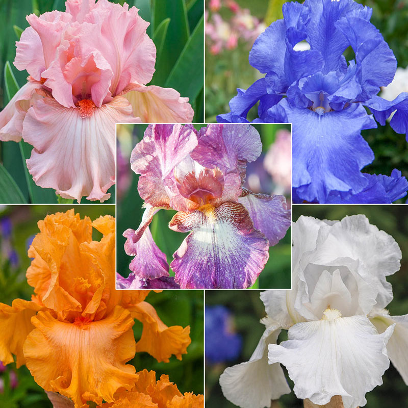 Reblooming Bearded Iris Collection Species Growing Bonsai Bulbs Roots Rhizomes Corms Tubers Potted Planting Reblooming Fragrant Garden Flower Seeds Plant