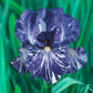 Batik Bearded Iris Species Growing Bonsai Bulbs Roots Rhizomes Corms Tubers Potted Planting Reblooming Fragrant Garden Flower Seeds Plant