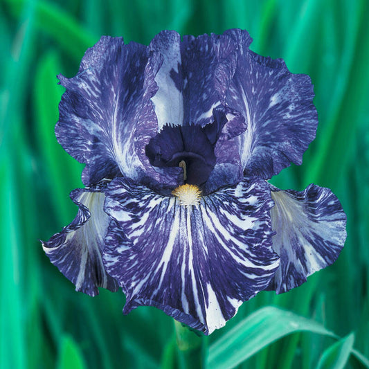 Batik Bearded Iris Species Growing Bonsai Bulbs Roots Rhizomes Corms Tubers Potted Planting Reblooming Fragrant Garden Flower Seeds Plant