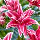 Roselily Tatsjana Lily Lily Blooms Species Growing Bonsai Bulbs Roots Rhizomes Corms Tubers Potted Planting Reblooming Fragrant Garden Flower Seeds Plant