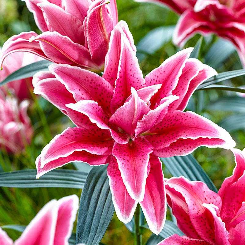 Roselily Tatsjana Lily Lily Blooms Species Growing Bonsai Bulbs Roots Rhizomes Corms Tubers Potted Planting Reblooming Fragrant Garden Flower Seeds Plant