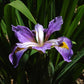 Bearded Iris Contraband Girl Vigorous Tall Virginica Blue Flowers Species Growing Bonsai Bulbs
