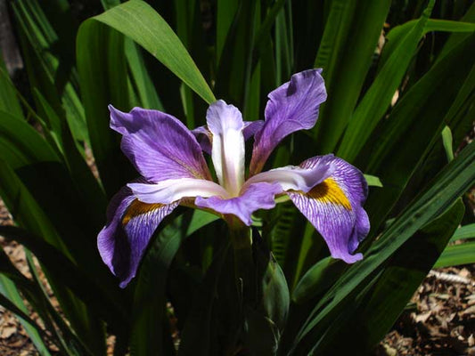 Bearded Iris Contraband Girl Vigorous Tall Virginica Blue Flowers Species Growing Bonsai Bulbs