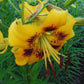 Yellow Pinwheel Asiatic Hybrid Lily Blooms Species Growing Bonsai Bulbs Roots Rhizomes Corms Tubers Potted Planting Reblooming Fragrant Garden Flower Seeds Plant