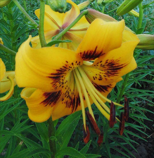 Yellow Pinwheel Asiatic Hybrid Lily Blooms Species Growing Bonsai Bulbs Roots Rhizomes Corms Tubers Potted Planting Reblooming Fragrant Garden Flower Seeds Plant