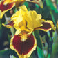 Ultimate Miniature Bearded Iris Iris species Growing Bonsai Bulbs Roots Rhizomes Corms Tubers Potted Planting Reblooming Fragrant Garden Flower Seeds Plant