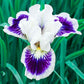 Riveting Dwarf Bearded Iris Species Growing Bonsai Bulbs Roots Rhizomes Corms Tubers Potted Planting Reblooming Fragrant Garden Flower Seeds Plant