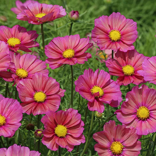 Xsenia' Cosmos Seeds