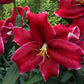 Rio Negro Oriental Hybrid Lily Blooms Species Growing Bonsai Bulbs Roots Rhizomes Corms Tubers Potted Planting Reblooming Fragrant Garden Flower Seeds Plant