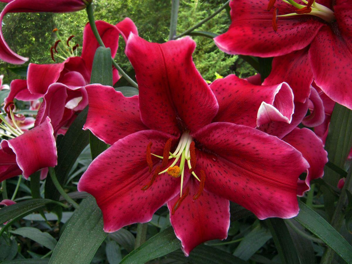 Rio Negro Oriental Hybrid Lily Blooms Species Growing Bonsai Bulbs Roots Rhizomes Corms Tubers Potted Planting Reblooming Fragrant Garden Flower Seeds Plant