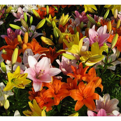 Spring Asiatic Lily Blooms Species Growing Bonsai Bulbs Roots Rhizomes Corms Tubers Potted Planting Reblooming Fragrant Garden Flower Seeds Plant