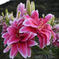 Thalita Double Flower Oriental Lily Blooms Species Growing Bonsai Bulbs Roots Rhizomes Corms Tubers Potted Planting Reblooming Fragrant Garden Flower Seeds Plant