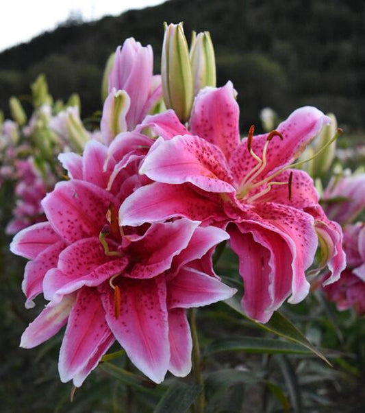 Thalita Double Flower Oriental Lily Blooms Species Growing Bonsai Bulbs Roots Rhizomes Corms Tubers Potted Planting Reblooming Fragrant Garden Flower Seeds Plant