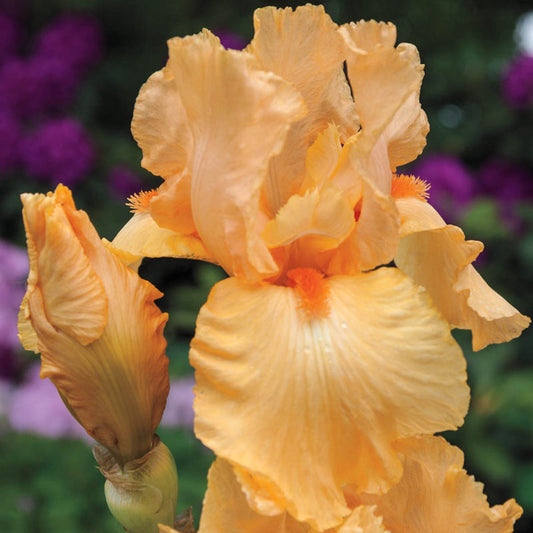 Apricot Silk Reblooming Iris Growing Bonsai Bulbs Roots Rhizomes Corms Tubers Potted Planting Reblooming Fragrant Garden Flower Seeds Plant